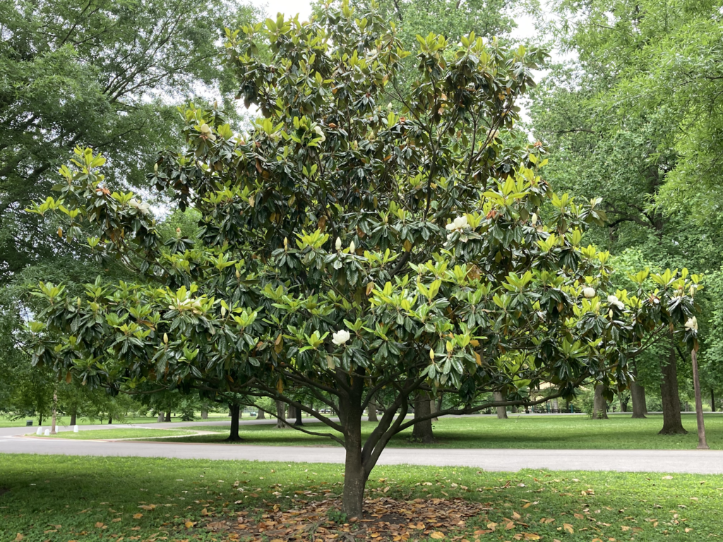 southern magnolia tree