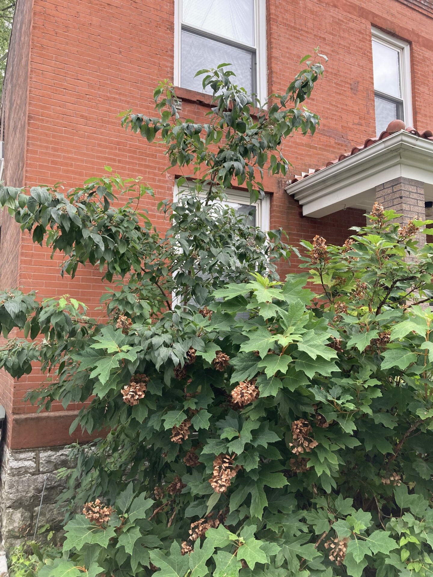 Tree of the Week: Grey Dogwood - Forest ReLeaf