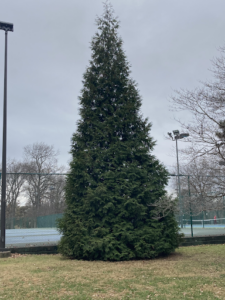 Tree Of The Week: Arborvitae - Forest Releaf