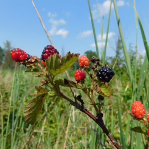 Blackberry (Rubus allegheniensis)