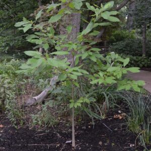 Water Tupelo (Nyssa aquatica)